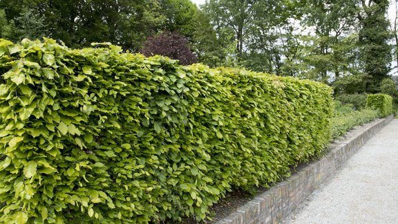 dižskābārdis,   Fagus sylvatica, dzīvžogs