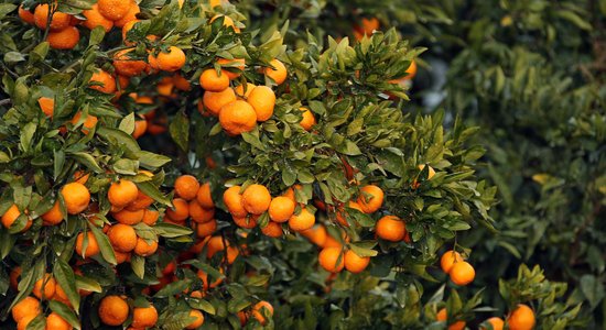 ФОТО: Как и где растут самые ароматные "новогодние" цитрусовые — мандарины