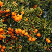 Foto: Saules pielietie augļi zaros – kā izaug sulīgie mandarīni?