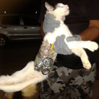 Cietumā Brazīlijā aiztur kaķi 'kontrabandistu'