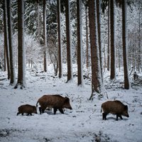 ASV ir pamats bažīties par supercūkām no Kanādas