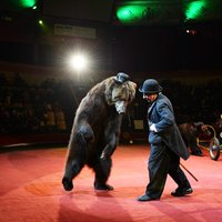 Президент провозгласил поправки, запрещающие использовать в цирке диких животных