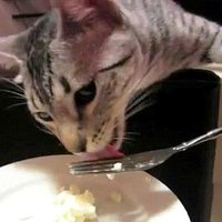 Video: Kaķis ar dakšiņu no šķīvja ēd biezeni