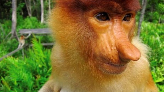 Proboscis monkey