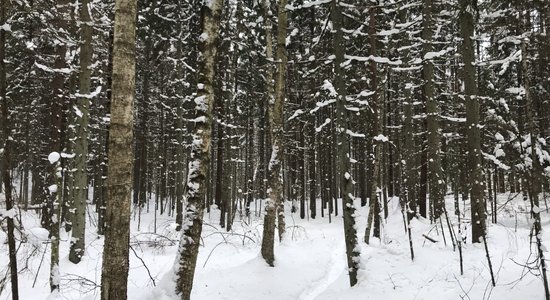 ФОТО. Тропа Вилкачу – новое место для прогулок около Тукумса