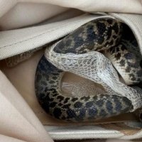 No Austrālijas atvestā čemodānā sieviete Lielbritānijā atrod čūsku