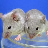 Эксперимент на мышах: люди смогут размножаться в космосе на МКС