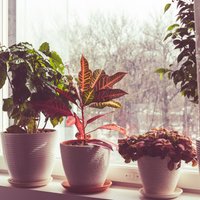 Silts un sauss gaiss telpā: kā ar mitrumu izdabāt augiem