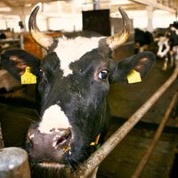 Pēc sešu stundu darba Piltenē atbrīvo pagrabā iesprūdušas govis