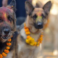 Foto: Festivālā Nepālā pateicas suņiem par draudzību un uzticību