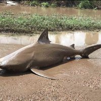 Spēcīgajā vētrā Austrālijā uz ceļa izskalota prāva haizivs