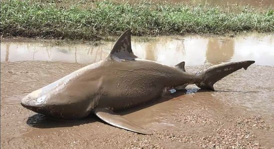 Spēcīgajā vētrā Austrālijā uz ceļa izskalota prāva haizivs