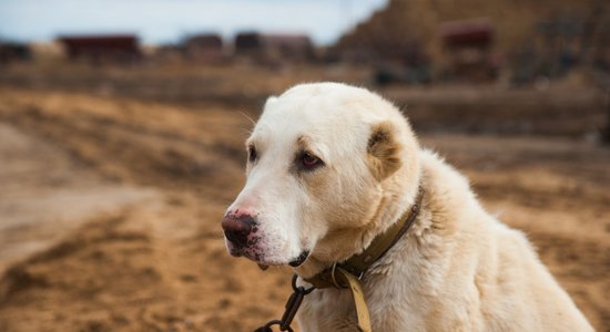 В Латвии могут запретить держать собак на цепи
