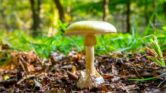 Amanita phalloides Zaļā mušmire