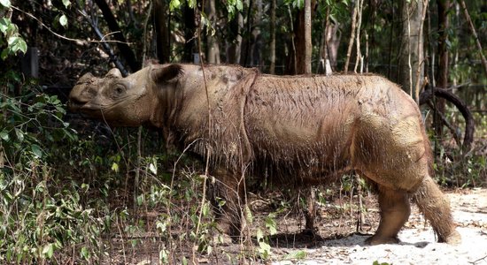 Miris pēdējais Sumatras degunradžu tēviņš Malaizijā