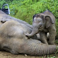Шесть слонов погибли в Таиланде, пытаясь спасти слоненка
