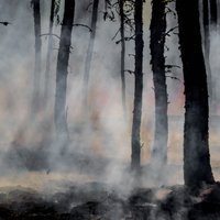 В пятницу в Адажском крае был потушен лесной пожар на площади 13,3 га