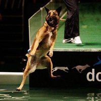 В Италии прошли Олимпийские игры для собак