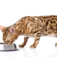 Ceļvedis: kādas uzturvielas nepieciešamas veselīgam kaķim?