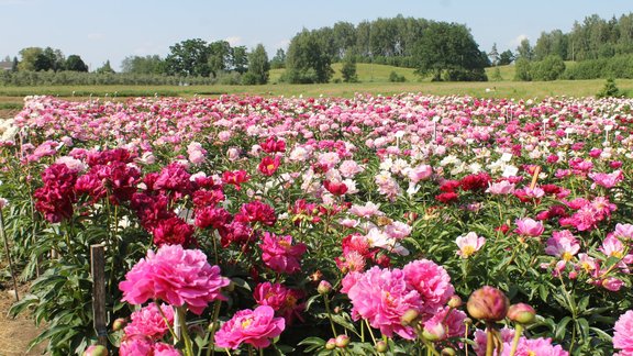 peonijas, peonija, Daugmales peonijas, vasara