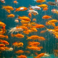 Dzīvnieku zinātne: Vai zelta zivtiņām tiešām ir 'trīs sekunžu atmiņa'