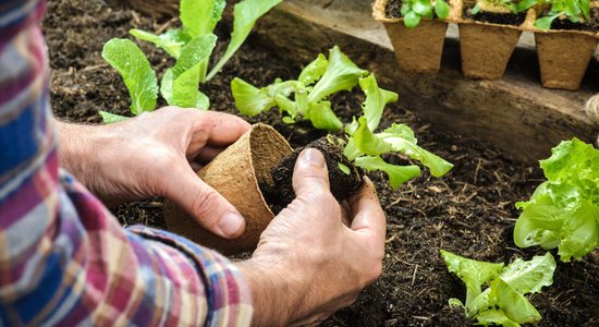Советует эксперт: Весенние овощи и травы, которые можно посадить в теплице уже в марте