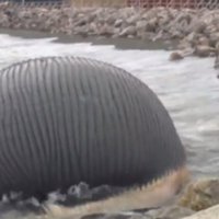 Video: Kanādā draud uzsprāgt beigts valis