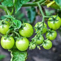 Чем подкормить помидоры после высадки в грунт