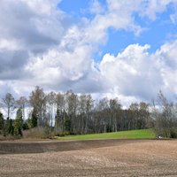 Latvijā šogad varētu būt izsaluši līdz 5 % ziemāju platības, lēš 'Zemnieku saeima'
