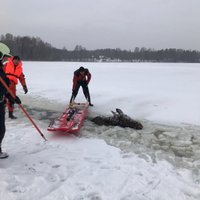 ФОТО. На озере под лед провалился лось: на помощь пришли спасатели