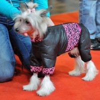 ФОТО: На выставке Zoo Expo-2015 прошел собачий показ мод