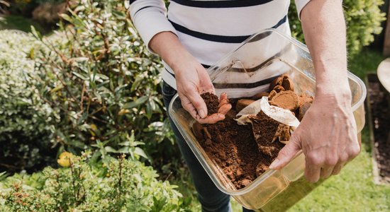 Выбросить нельзя, использовать: что делать с кофейной гущей в вашем саду и доме?
