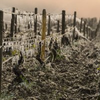 Skarbais Eiropas pavasaris: vīndari izmisīgi cīnās ar salnām un salu
