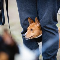 Собаки умирают в половине случаев: в Латвии стремительно распространяется клещевой бабезиоз