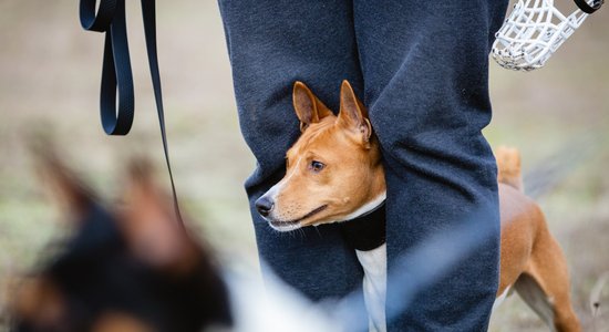 Собаки умирают в половине случаев: в Латвии стремительно распространяется клещевой бабезиоз