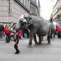 Фоторепортаж: по центру города слонов водили