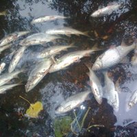 В Мадонском крае предприятие отравило рыбу в реке