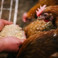 No 1. aprīļa Latvijā pastiprinātas biodrošības prasības mājputnu un nebrīvē turētu putnu novietnēm