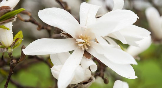 Foto: Pārdaugavā plaukst valdzinošās magnolijas