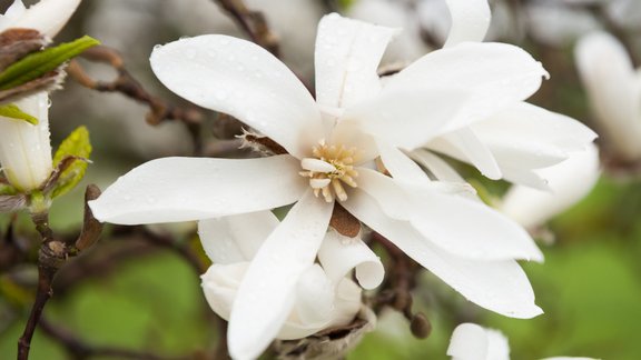 Magnolijas botāniskajā dārzā - 7