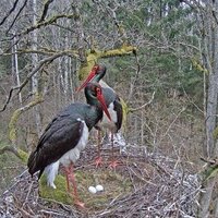 Zemgales puses melno stārķu ligzdā jau četras olas