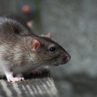 Мозг двух крыс соединили через континенты