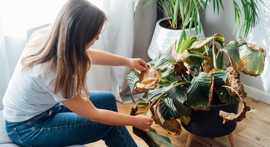 Arī augi var gūt saules apdegumus. Kā pasargāt un ko darīt lietas labā