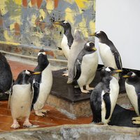 Rīgas Zooloģiskajā dārzā ieradušies 17 pingvīni