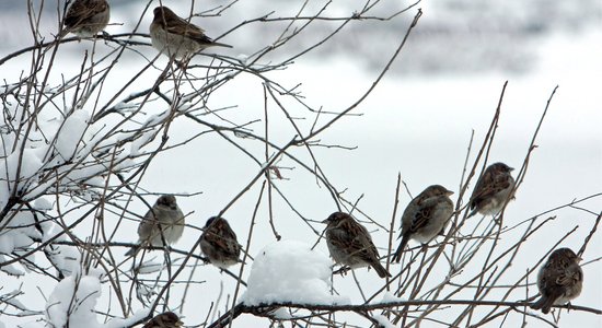 Gaisa temperatūra vietām Kurzemē pazeminājusies līdz -12 grādiem