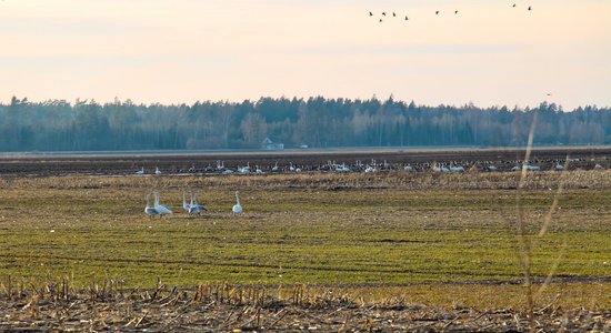 Pavasara vēstneši Svētes palienē – 1. aprīlī dodies vērot putnus uz Jelgavu