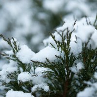 AccuWeather: в Латвии ожидается более холодная и снежная зима
