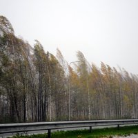 Фенолог обещает Латвии "скандинавское лето": будет ветрено и не слишком тепло