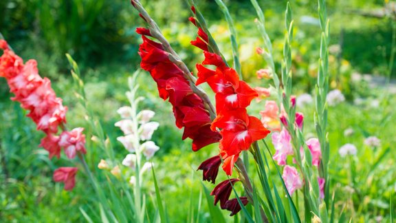 gladiolas puķes septembris ziedi