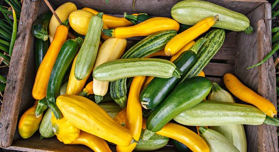 Mitrais augusts bojā ražu – kā saglābt kabačus, tomātus un citus labumus
